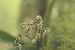 Trichocentrum pumilum