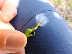 Scleria oligantha