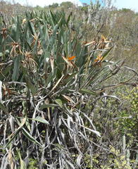 Strelitzia reginae reginae