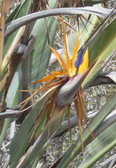 Strelitzia reginae reginae