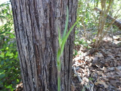 Scleria oligantha
