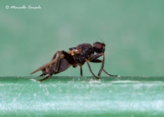 Sphaerocera curvipes