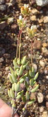 Crassula biplanata