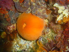 Pseudactinia flagellifera