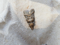 Acrobasis romanella