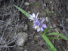 Babiana patula