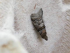 Acrobasis romanella