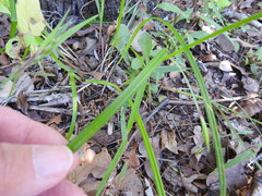 Scleria oligantha