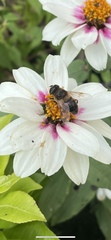 Eristalis tenax