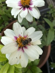 Eristalis tenax