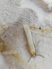 Eilema marcida