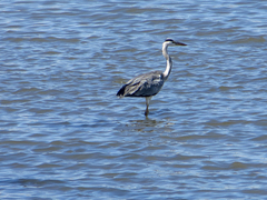 Ardea cinerea