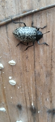 Cypherotylus californicus