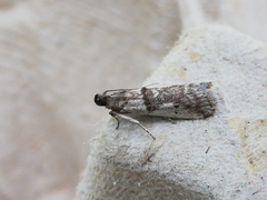 Pseudacrobasis tergestella