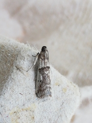 Pseudacrobasis tergestella