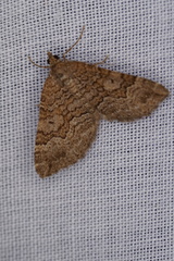 Chrysolarentia