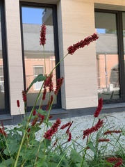 Bistorta amplexicaulis