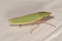 Draeculacephala robinsoni