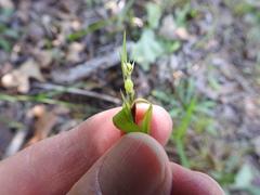Scleria oligantha