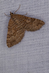 Chrysolarentia