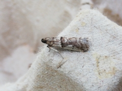 Pseudacrobasis tergestella