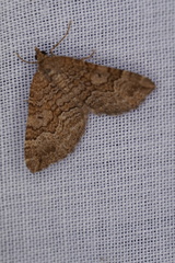 Chrysolarentia