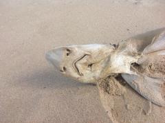 Mustelus mustelus