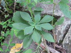 Echeveria chapalensis