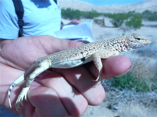 Mojave Fringe-toed Lizard