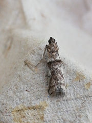 Pseudacrobasis tergestella
