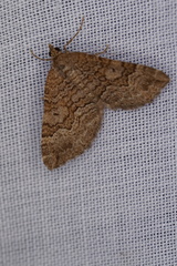 Chrysolarentia