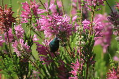 Erica verticillata