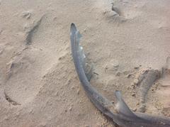 Mustelus mustelus