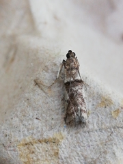 Pseudacrobasis tergestella