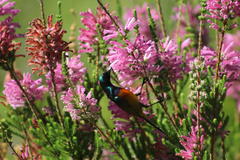 Erica verticillata