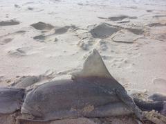 Mustelus mustelus