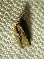 Acleris youngana