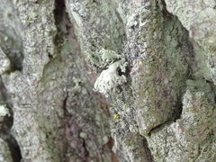 Ramalina baltica