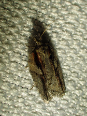 Acleris youngana