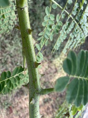Caesalpinia pulcherrima