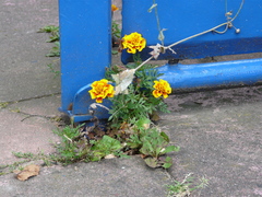 Tagetes patula