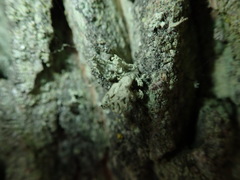 Ramalina baltica
