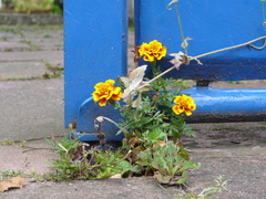 Tagetes patula