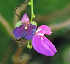 Canavalia bonariensis