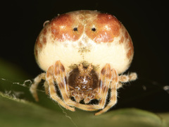 Mastophora hutchinsoni