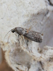 Acrobasis sodalella
