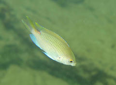 Chromis dasygenys