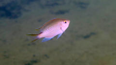 Chromis dasygenys