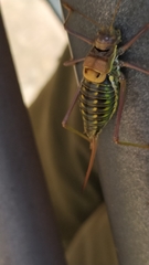 Parasteropleurus perezii