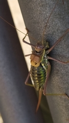 Parasteropleurus perezii